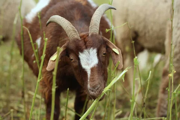 Goatham City Goats At Riverside Park