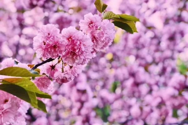 Cherry Blossom Festival