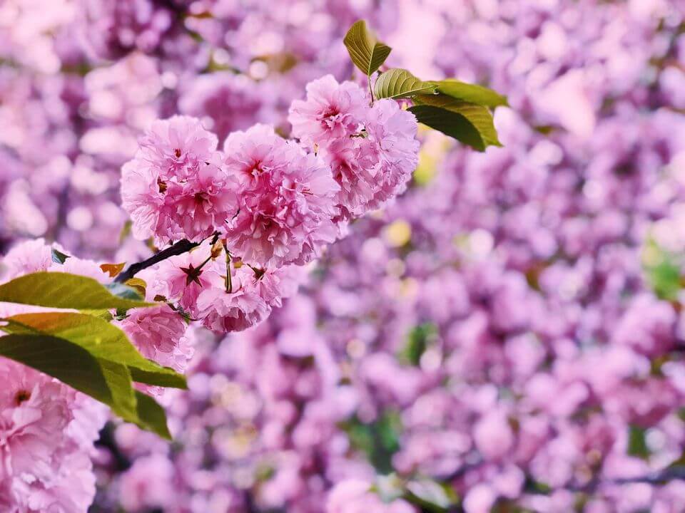 Cherry Blossom Festival